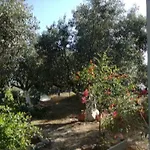 Sunny * カラマタ