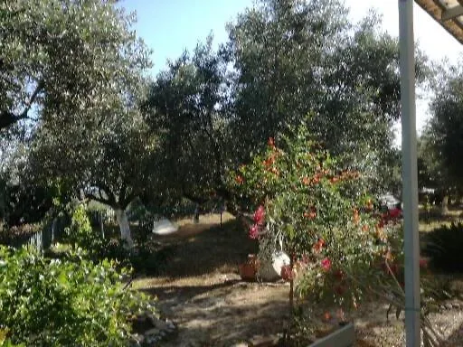 Sunny * Каламата